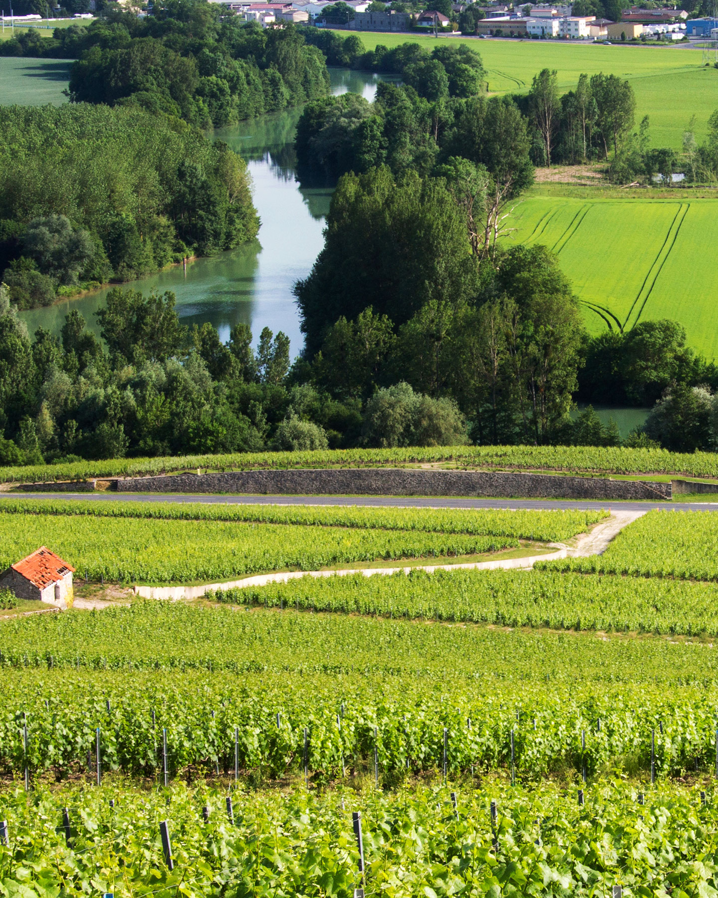 vignes-marne-champagne