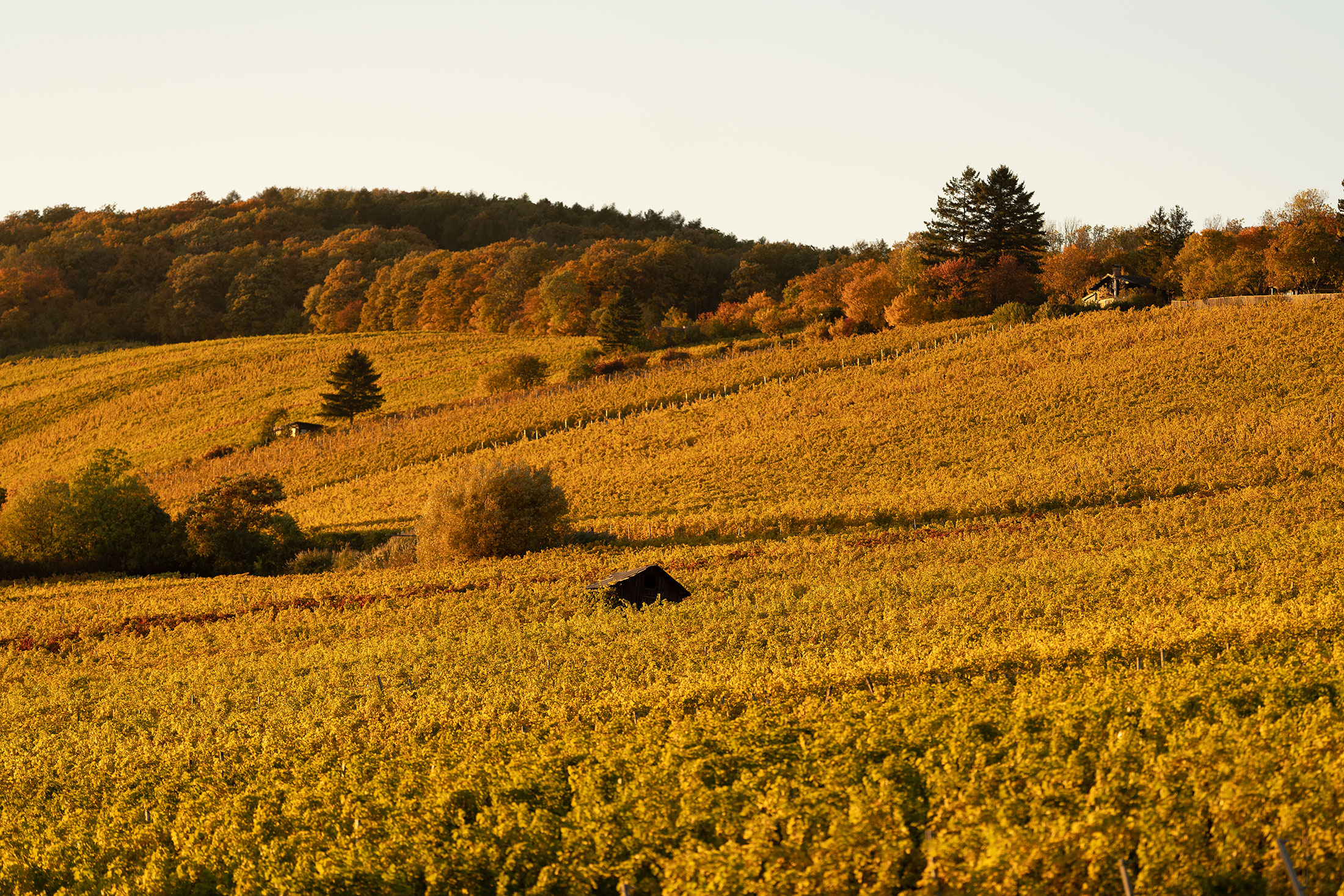 vineyards-in-autumn